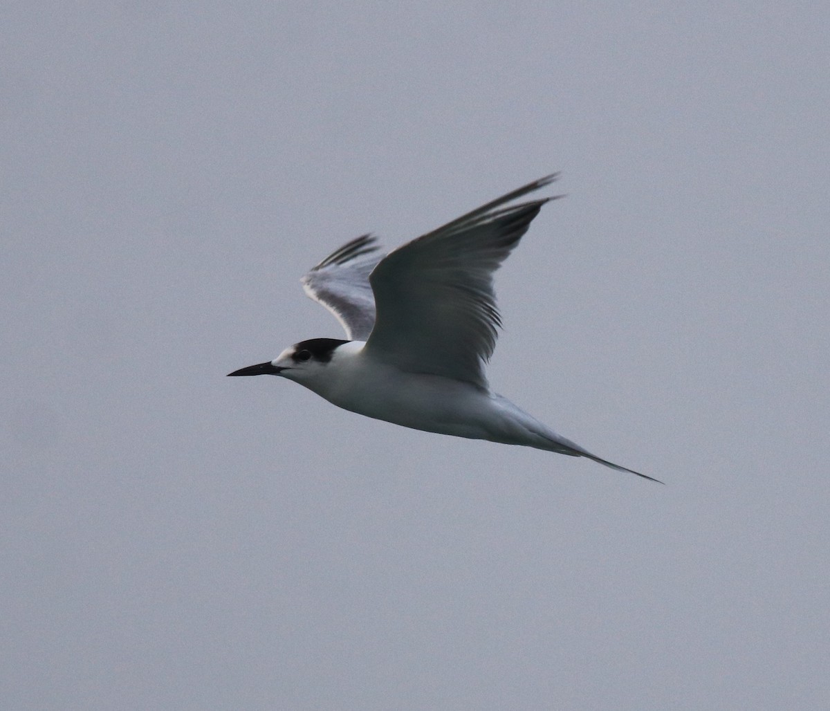 Common Tern - ML620173453