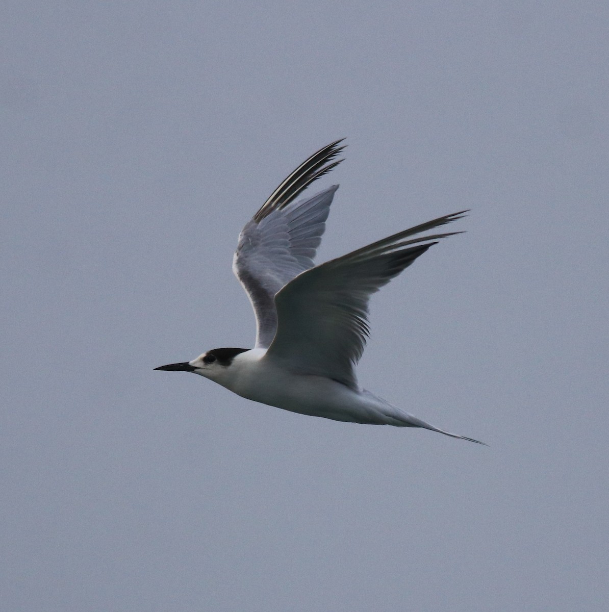 Common Tern - ML620173455