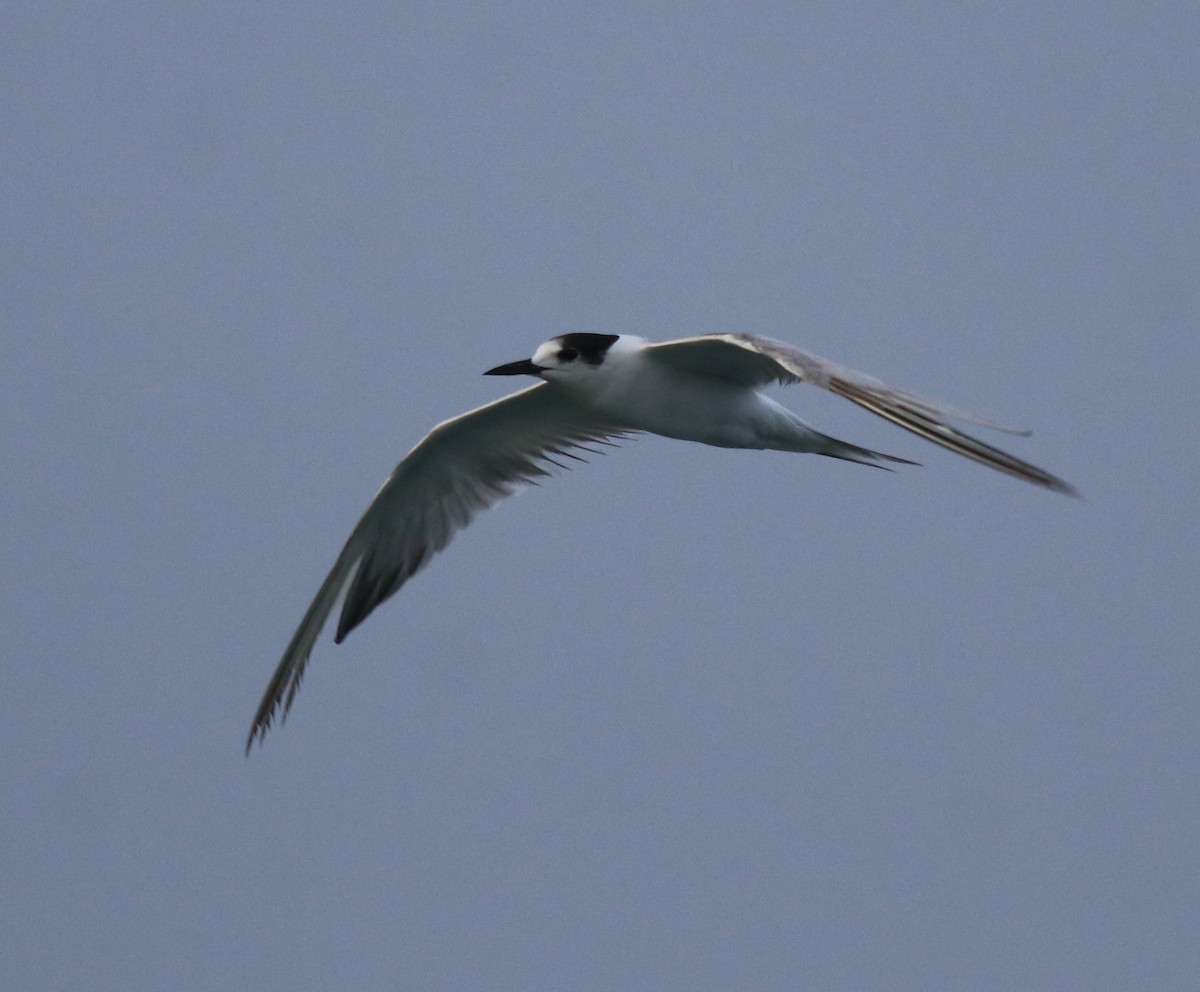 Common Tern - ML620173456