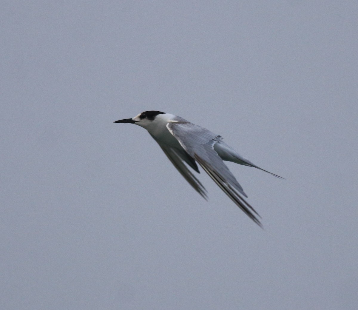 Common Tern - ML620173458