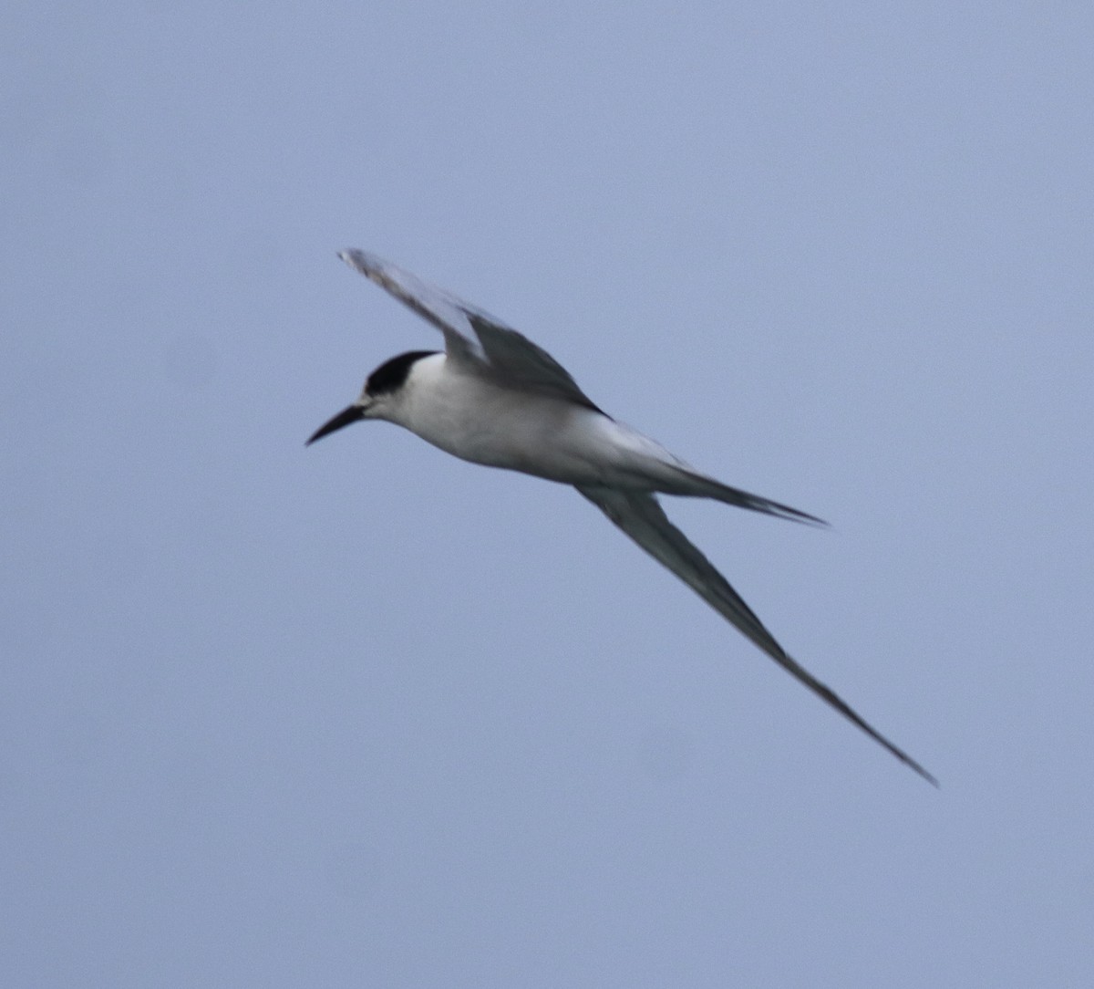 Common Tern - ML620173459