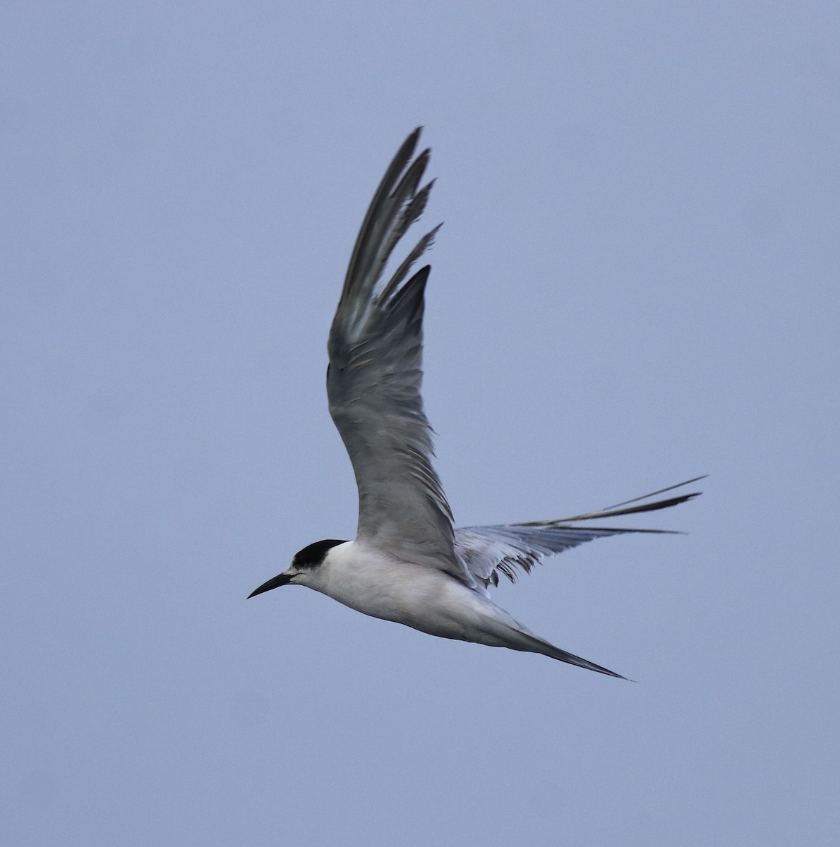 Common Tern - ML620173460