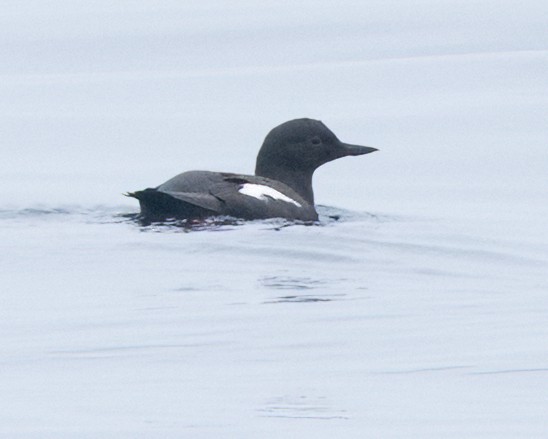 Pigeon Guillemot - ML620173476