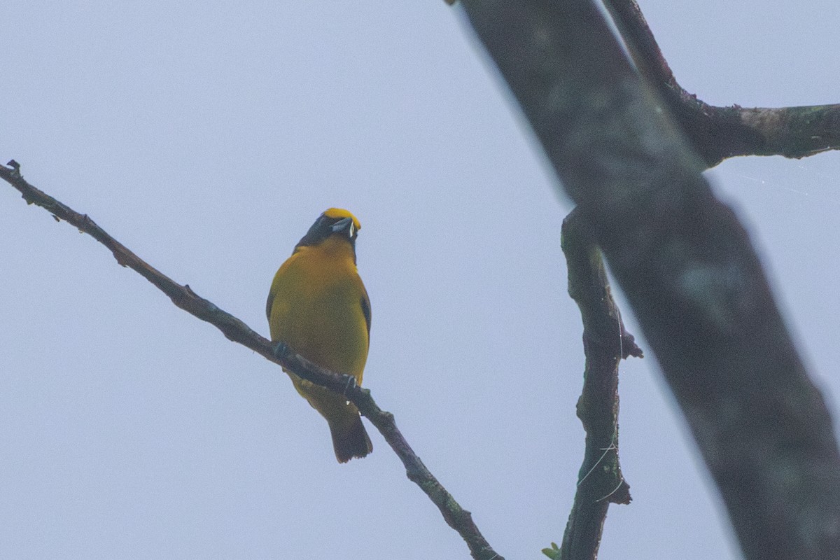 Thick-billed Euphonia - ML620173480