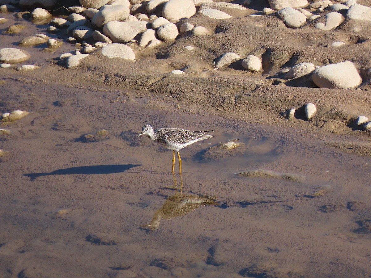 Lesser Yellowlegs - ML620173482