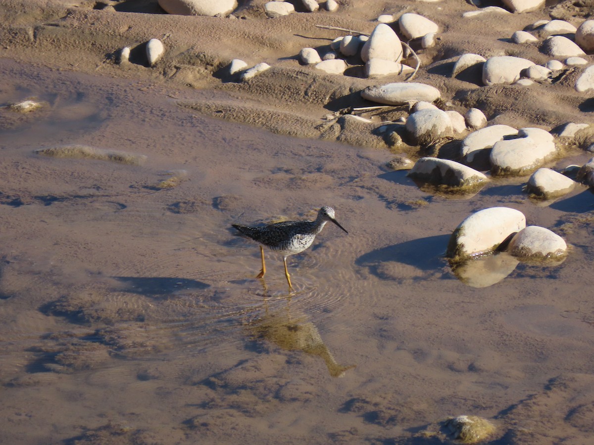 Lesser Yellowlegs - ML620173484