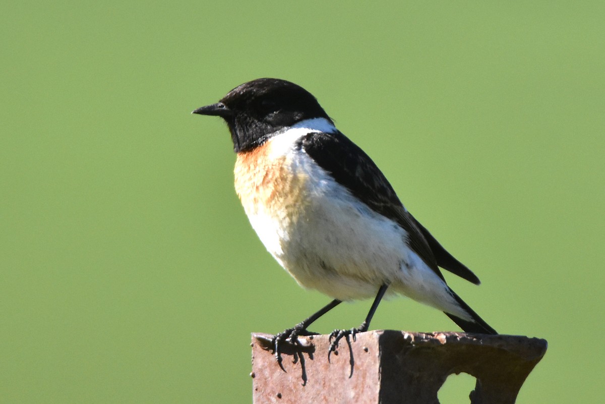 Siberian Stonechat - ML620173491