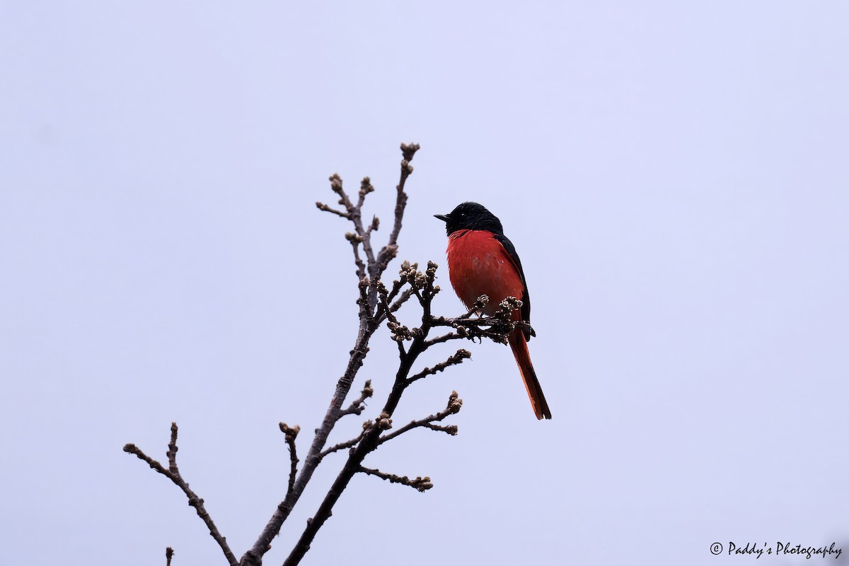 赤紅山椒鳥 - ML620173492