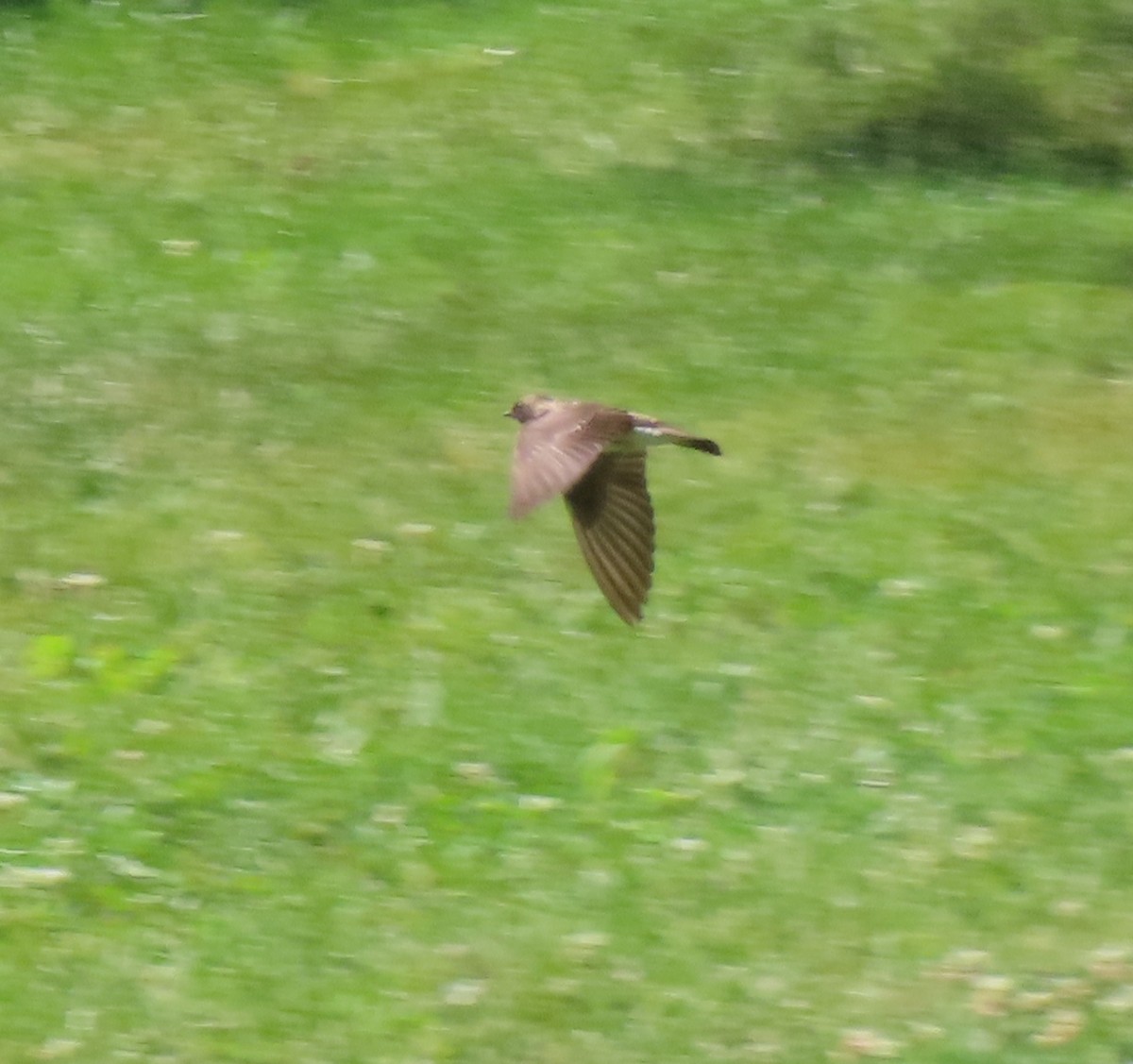 Northern Rough-winged Swallow - ML620173494