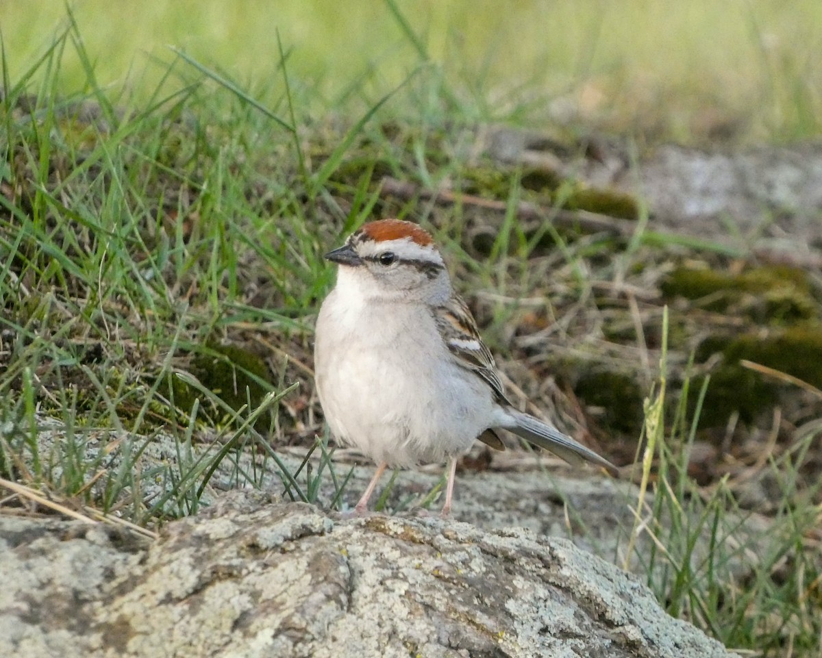 Chipping Sparrow - ML620173501