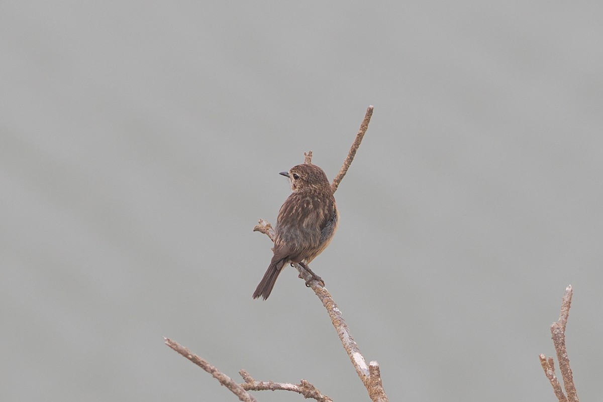 European Stonechat - ML620173502