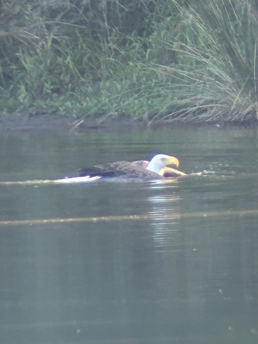 Bald Eagle - ML620173508