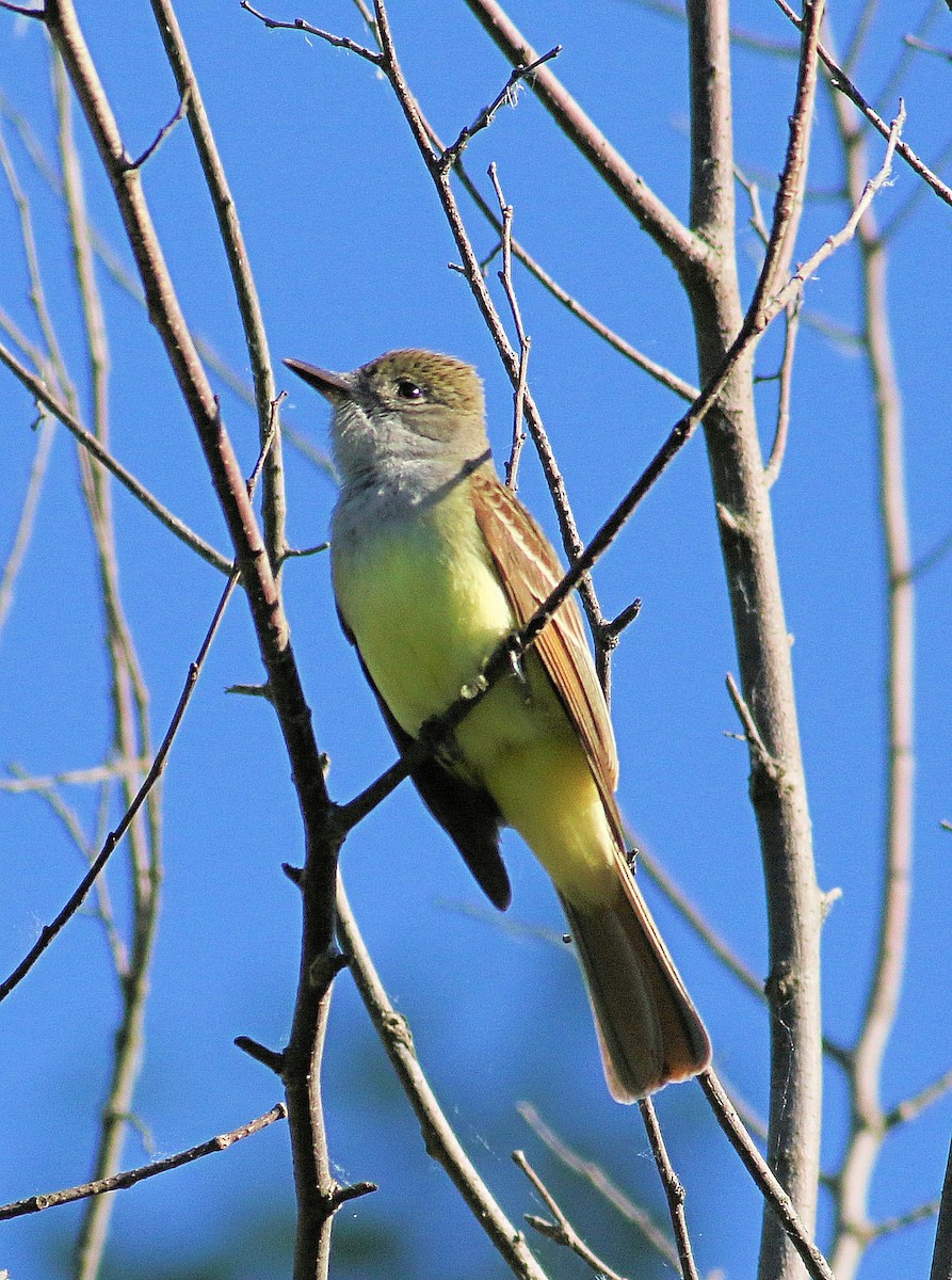 Great Crested Flycatcher - ML620173509