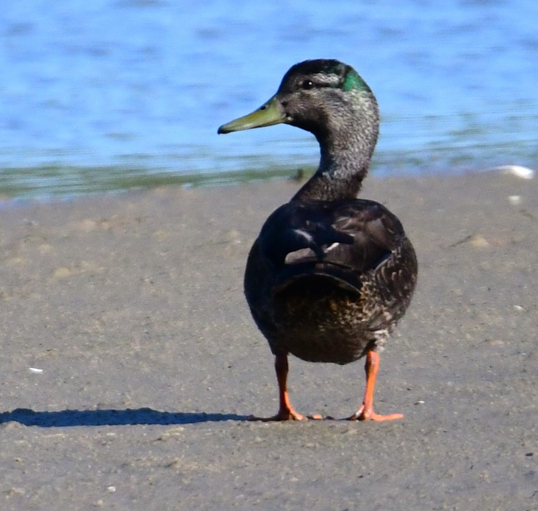 Mallard x American Black Duck (hybrid) - ML620173514