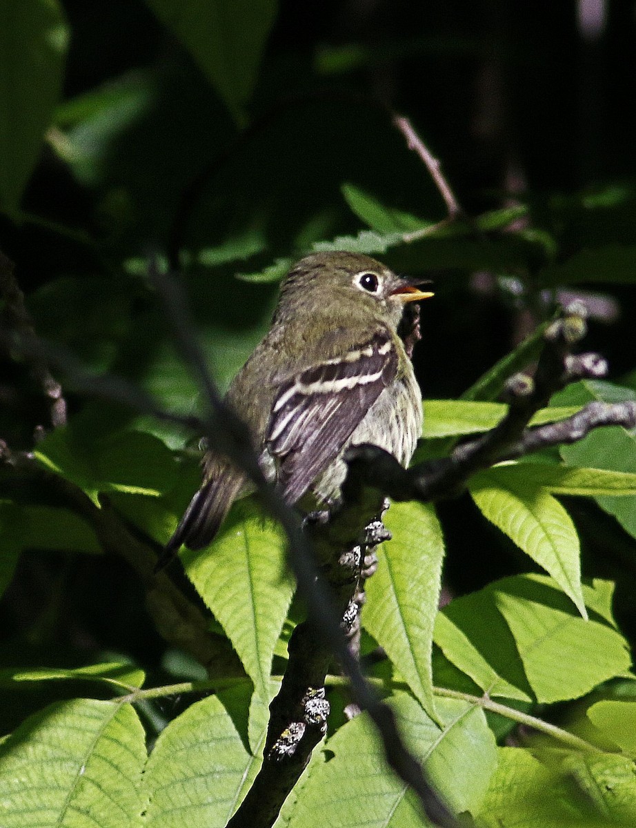 Least Flycatcher - ML620173516