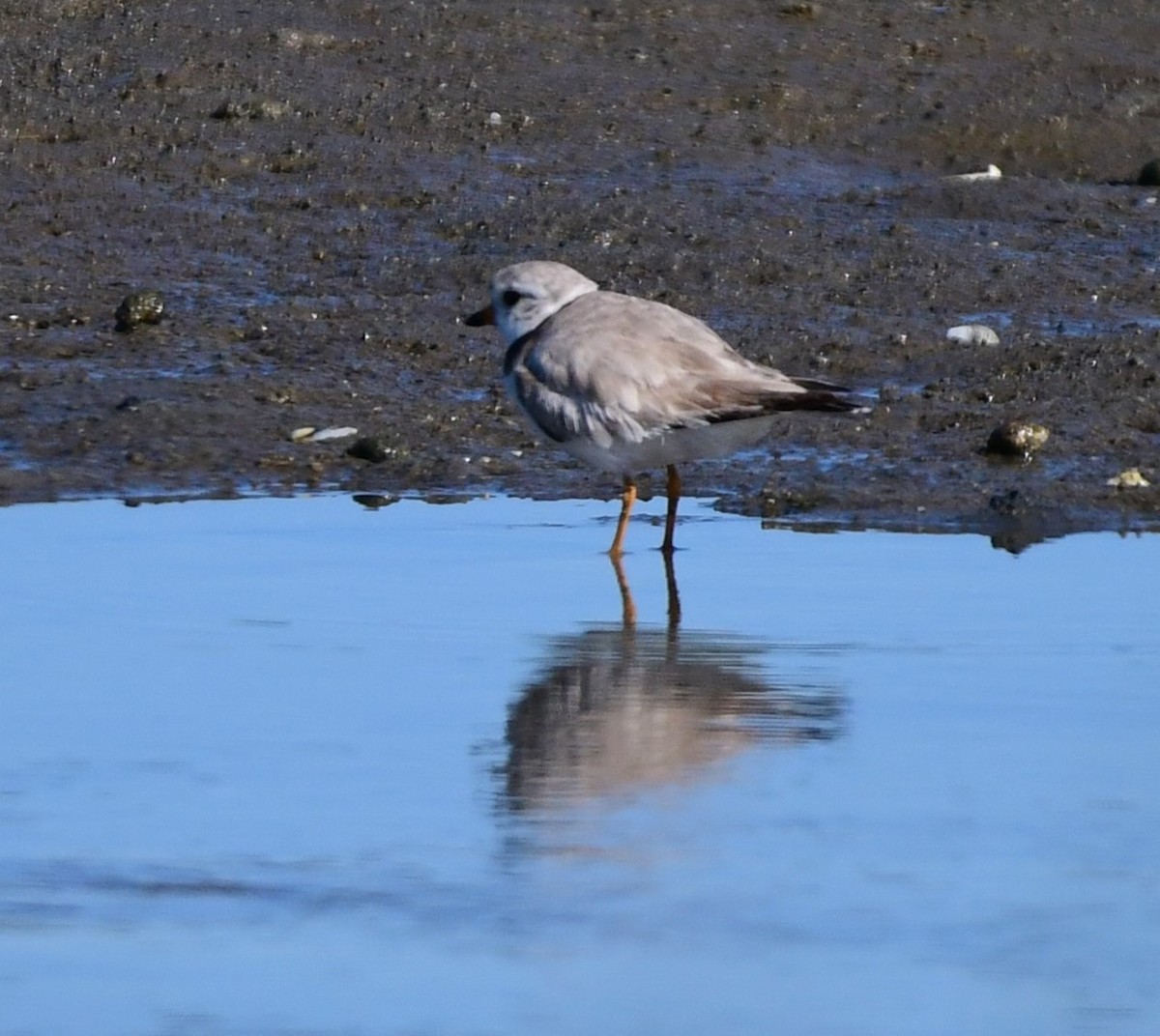 Piping Plover - ML620173518