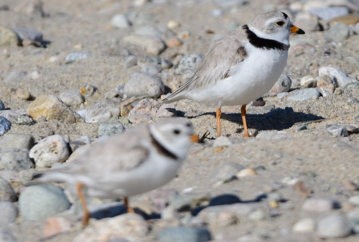 Piping Plover - ML620173519