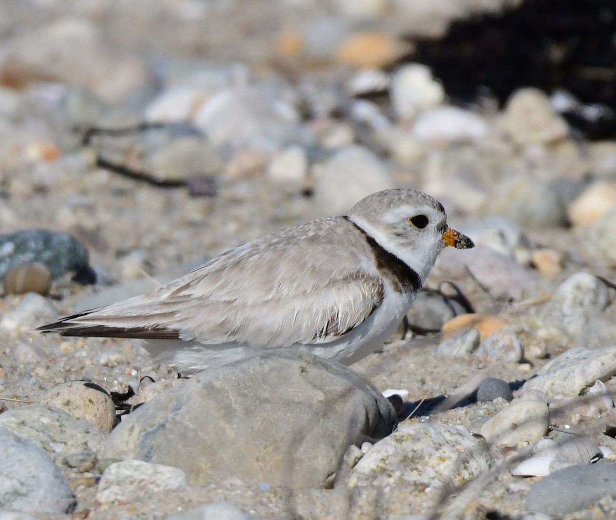 Piping Plover - ML620173520