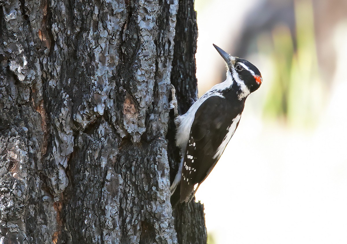 Hairy Woodpecker - ML620173521