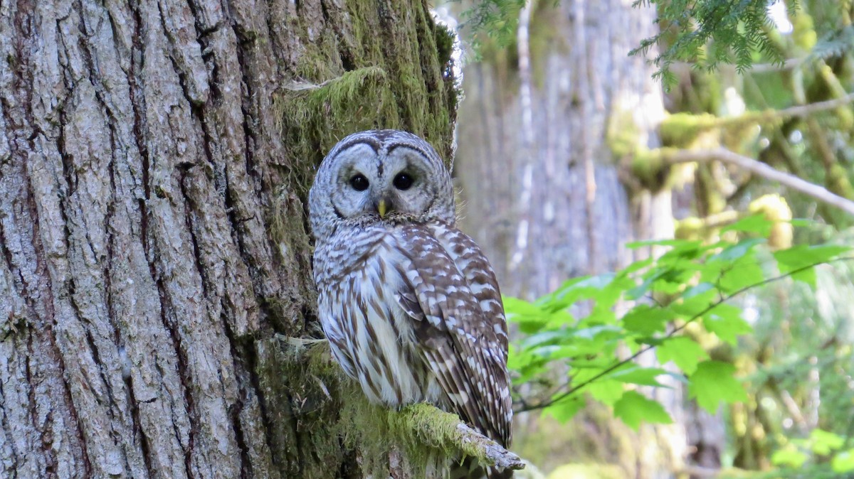 Barred Owl - ML620173523