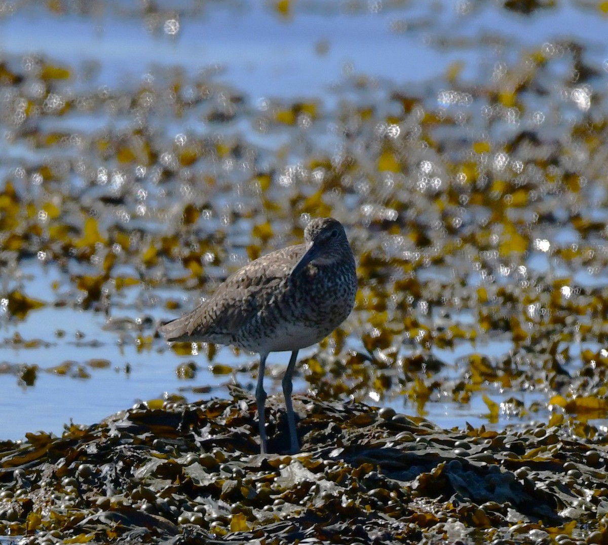 Willet - ML620173529