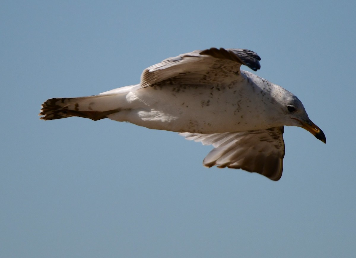 Herring Gull - ML620173531