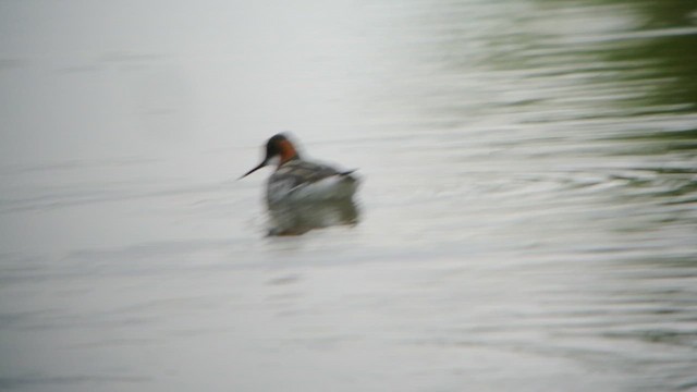 Red-necked Phalarope - ML620173535