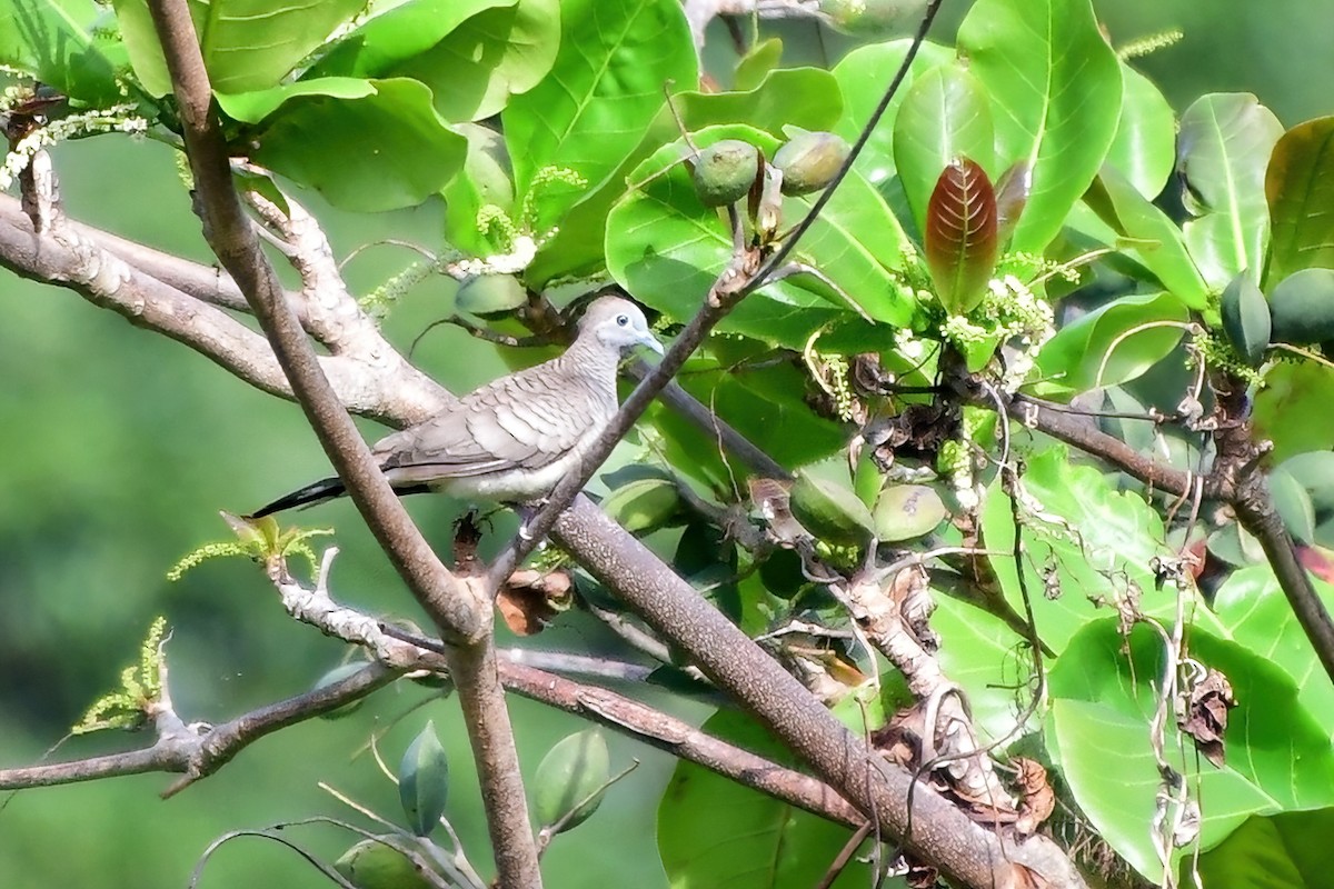 Zebra Dove - ML620173540