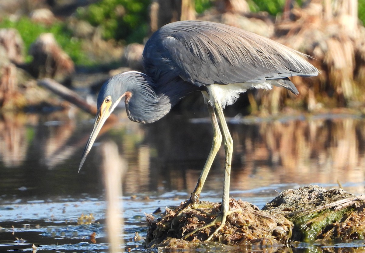 Tricolored Heron - ML620173547