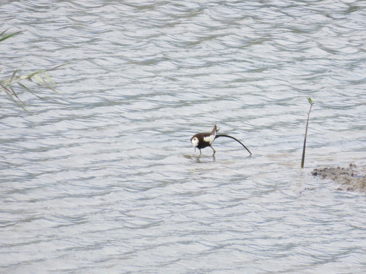 Pheasant-tailed Jacana - ML620173560