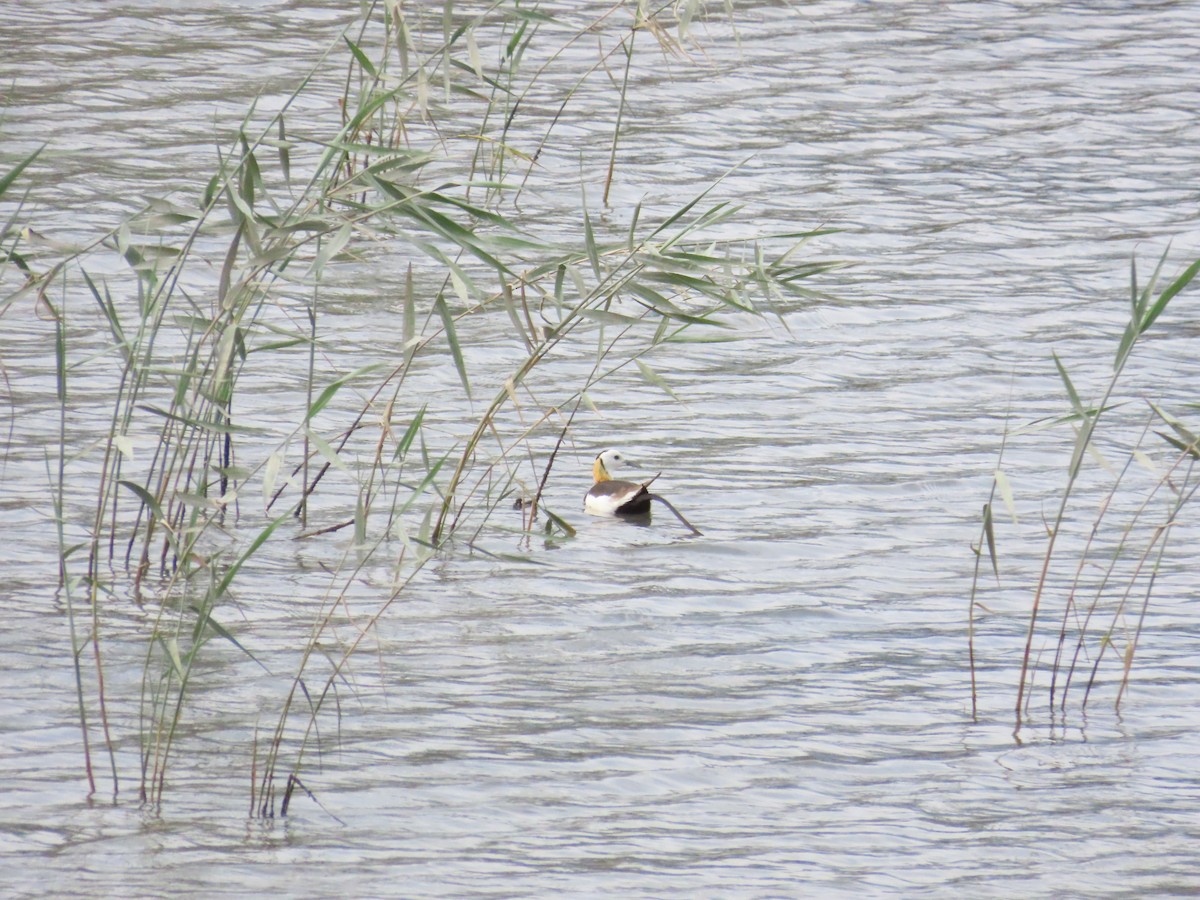 Pheasant-tailed Jacana - ML620173564