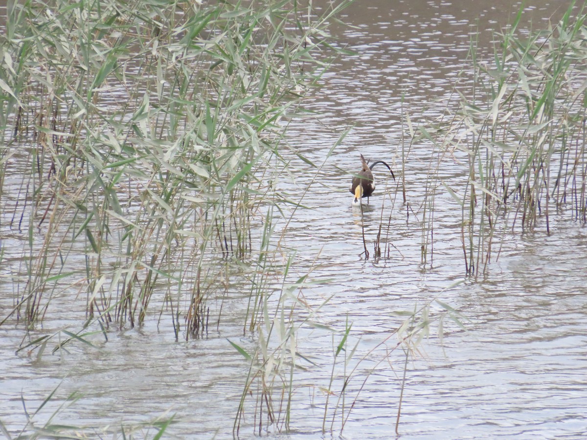 Pheasant-tailed Jacana - ML620173573