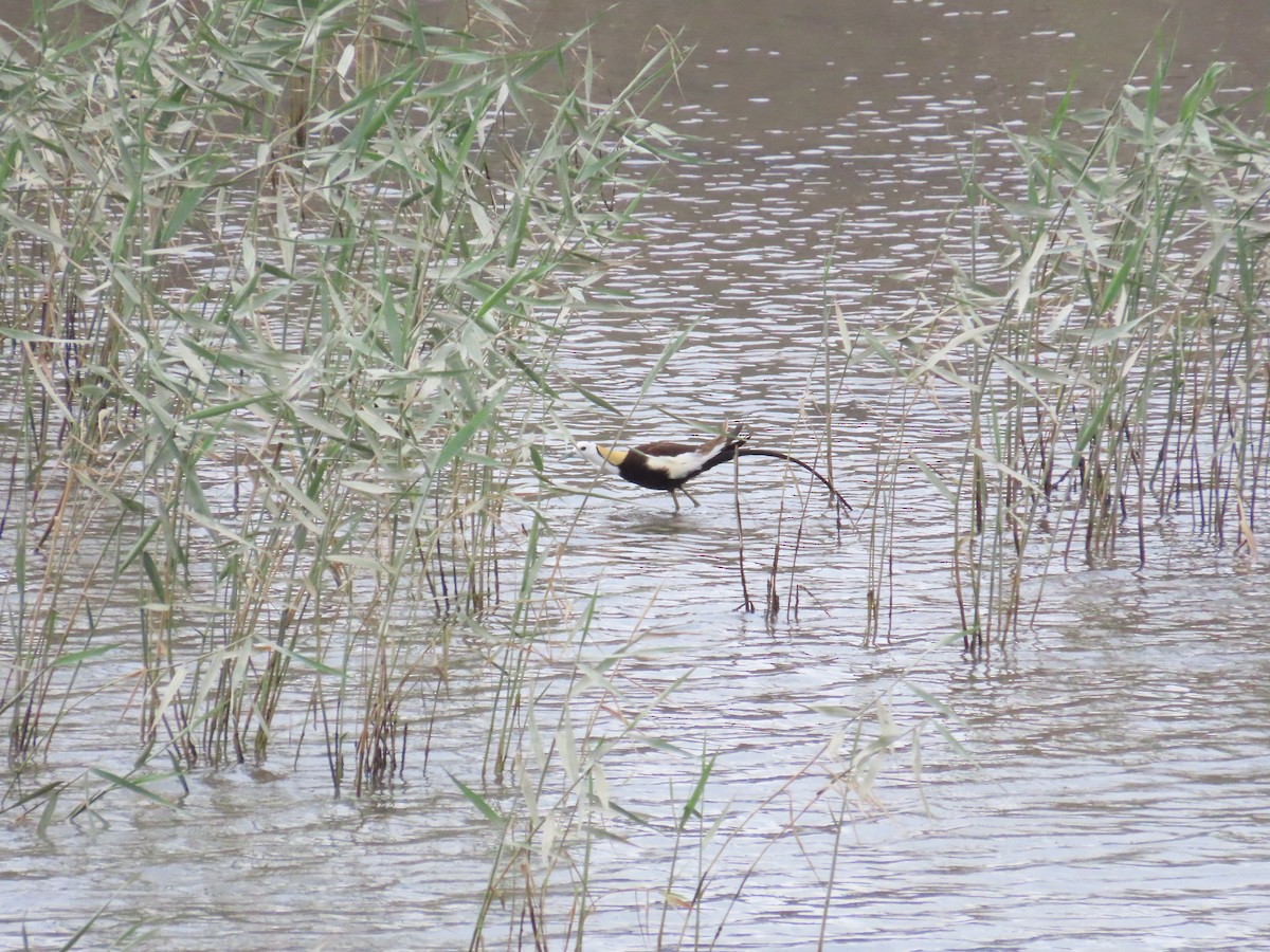 Pheasant-tailed Jacana - ML620173574