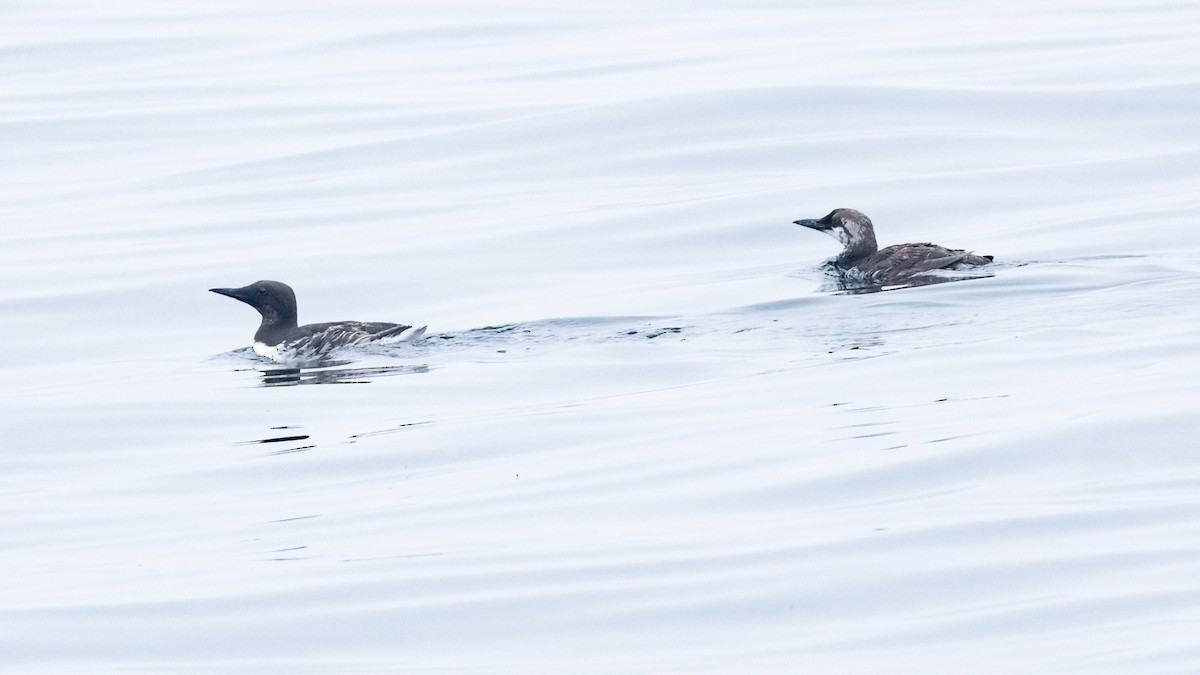 Common Murre - ML620173599