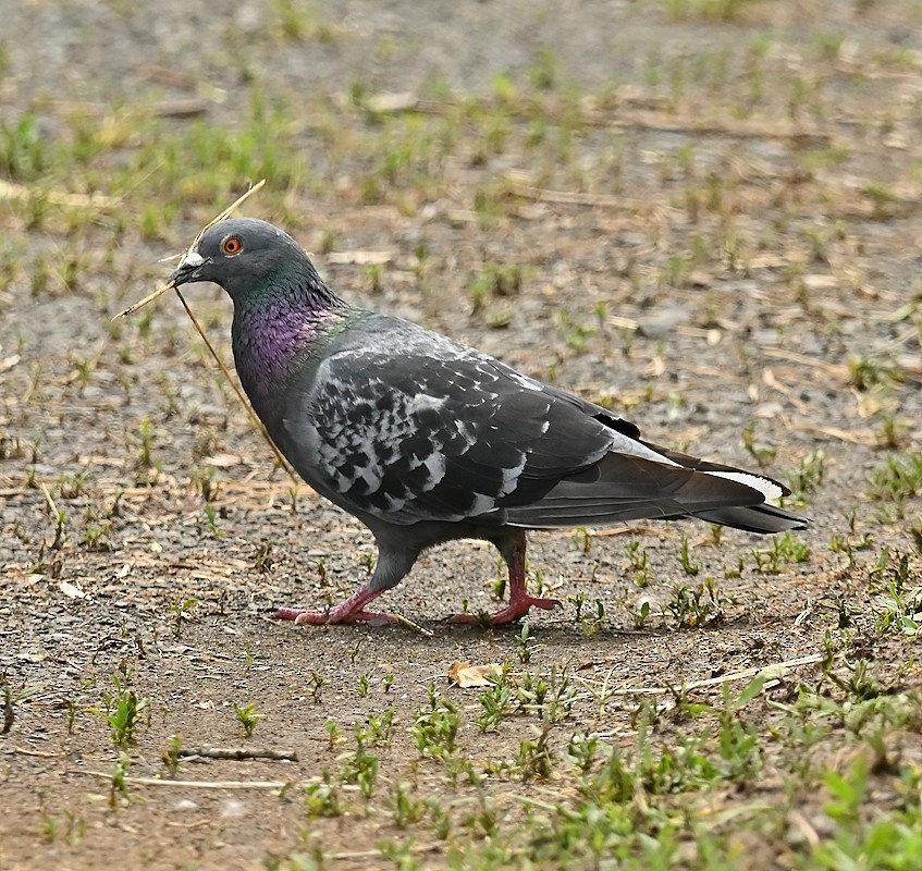 Rock Pigeon (Feral Pigeon) - ML620173604