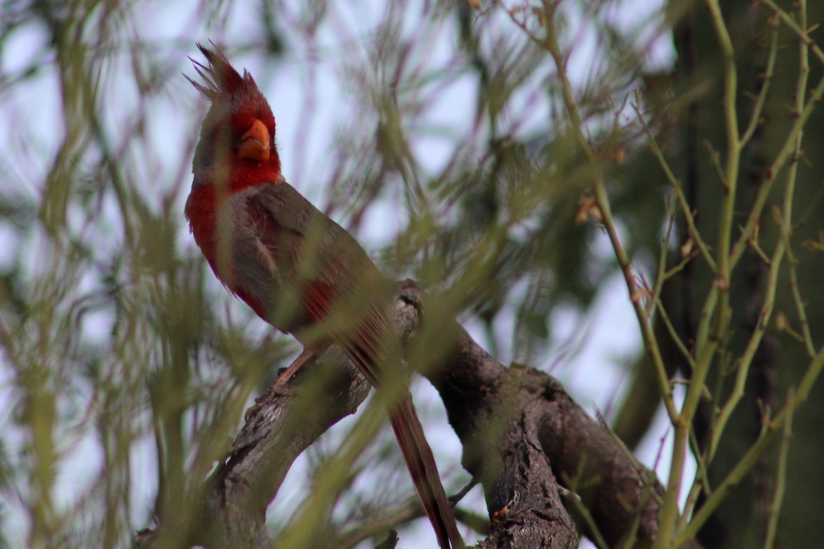 Cardinal pyrrhuloxia - ML620173611