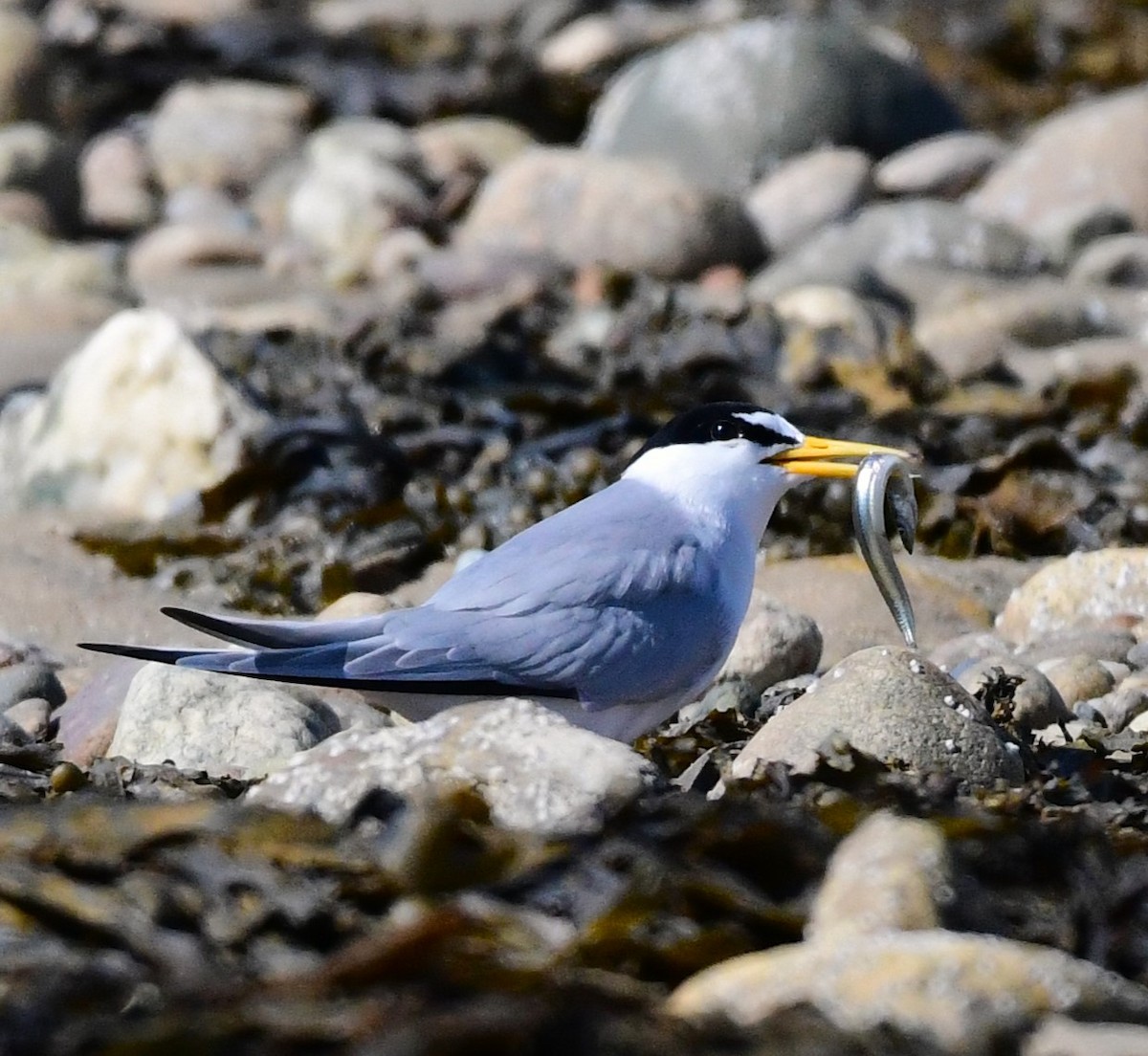 Least Tern - ML620173615