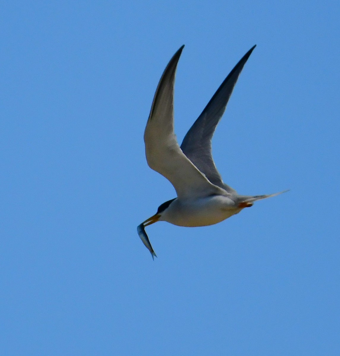 Least Tern - ML620173617