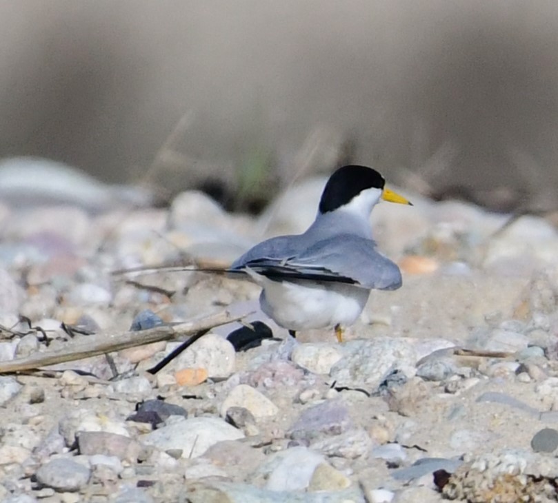 Least Tern - ML620173619