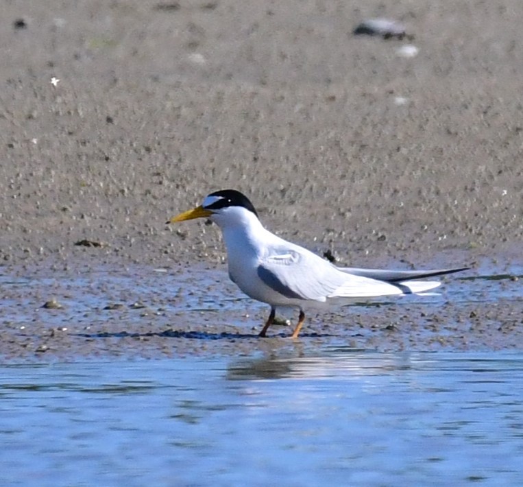 Least Tern - ML620173621