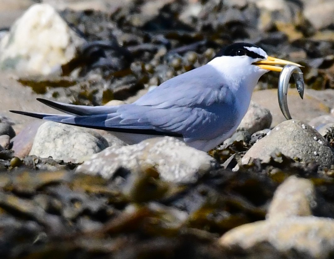 Least Tern - ML620173623