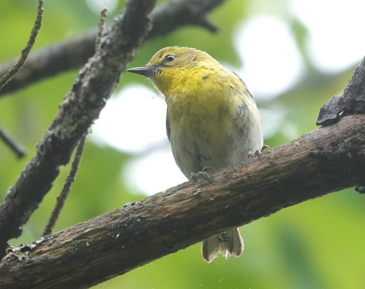 Pine Warbler - ML620173625