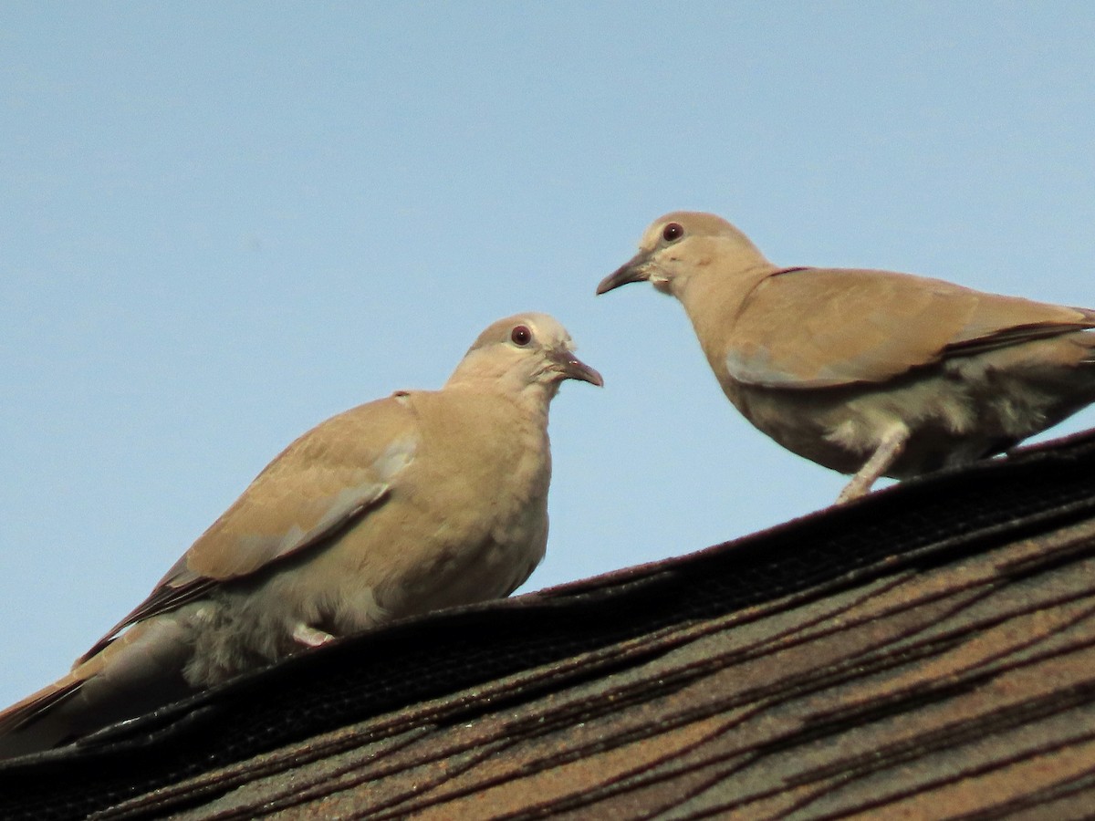 Eurasian Collared-Dove - ML620173635