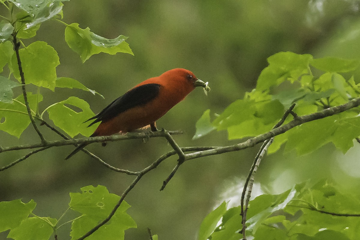 Scarlet Tanager - ML620173643