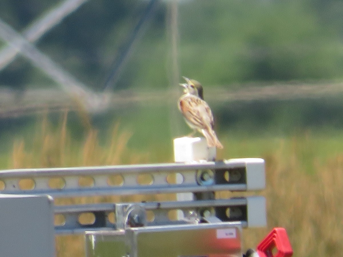 Dickcissel - ML620173649