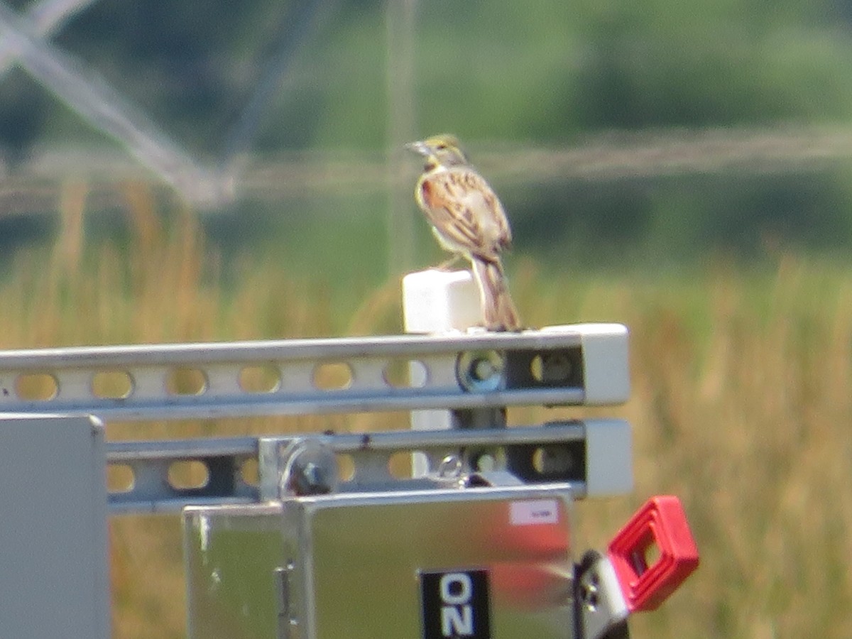 Dickcissel - ML620173650