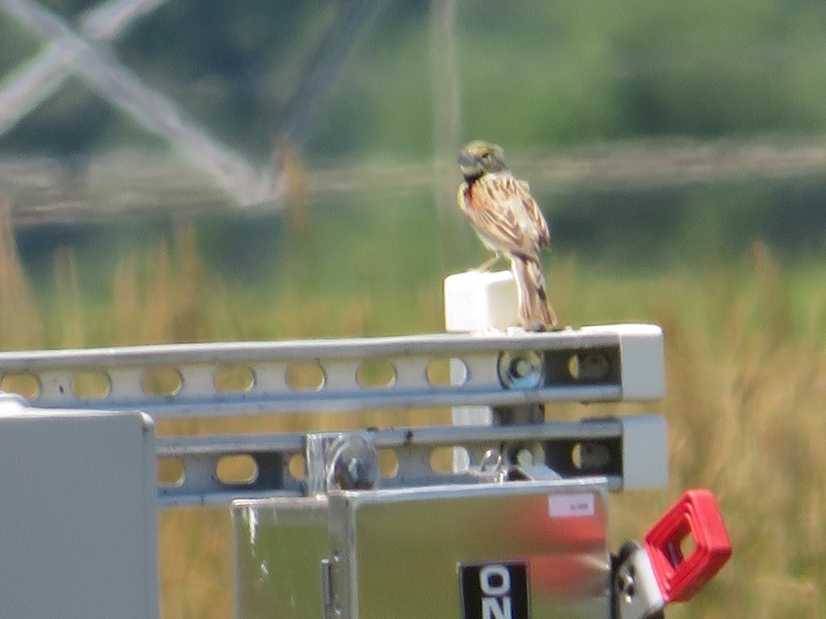 Dickcissel - ML620173651