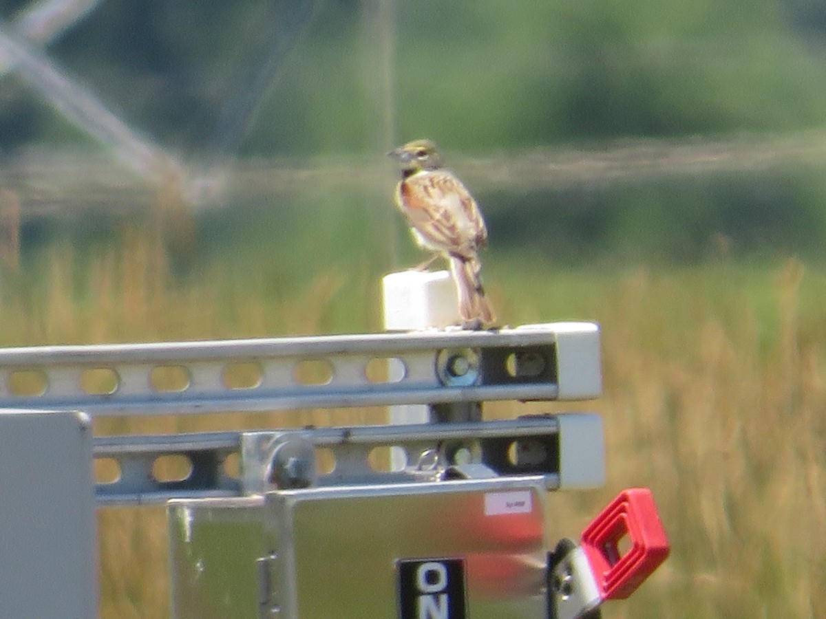 Dickcissel - ML620173653