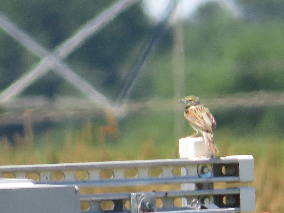 Dickcissel - ML620173655