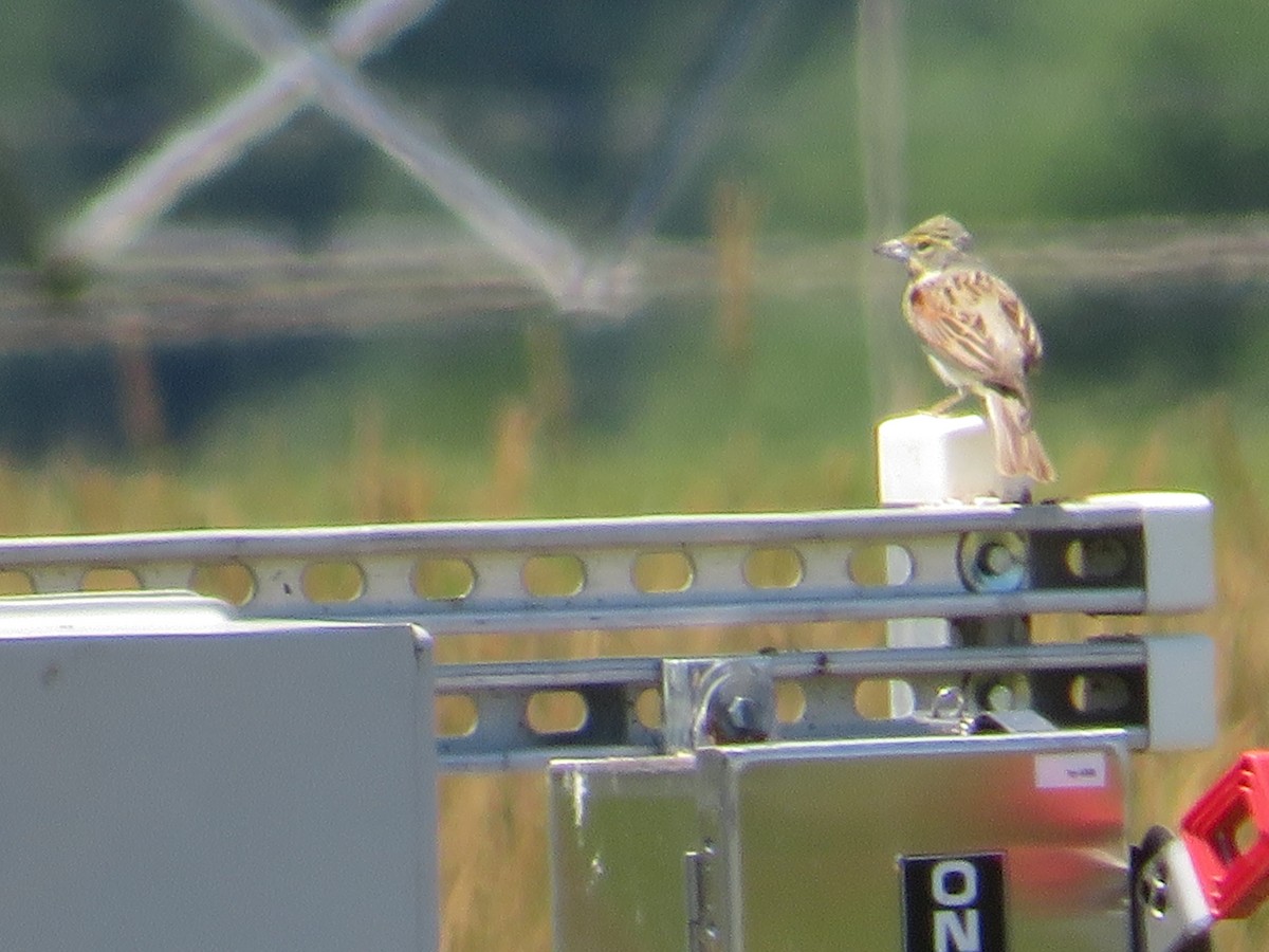 Dickcissel - ML620173657